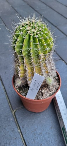Echinopsis schick hybride - echinopsis,