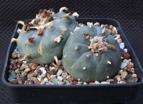 Ariocarpus spec loph - ariocarpus, spec.
