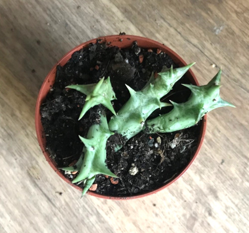 Orbea dummeri stapelia - orbea,