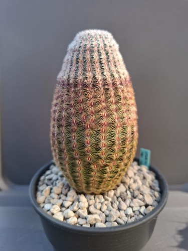 Kaktus echinocereus - kaktus,