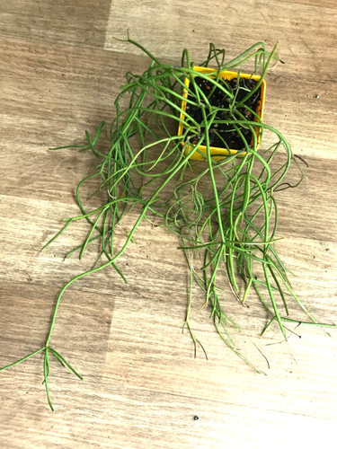 Rhipsalis baccifera shaferi - baccifera,