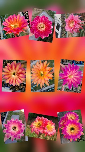 Samen - , (seeds)