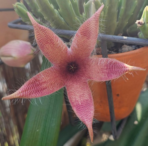 Ableger aasblume stapelia - aasblume,,