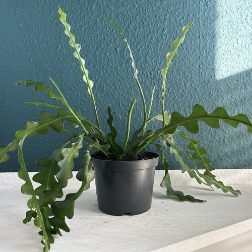 Steckling fishbone kaktus - 1, ~