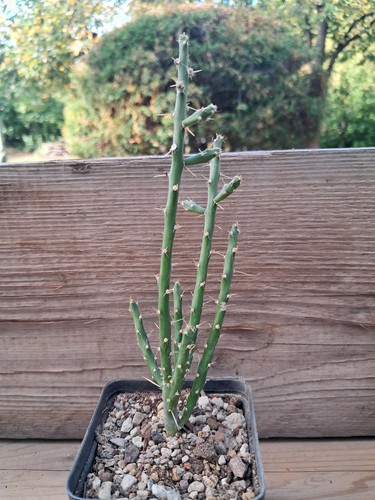 Cylindropuntia leptocaulis - !!,