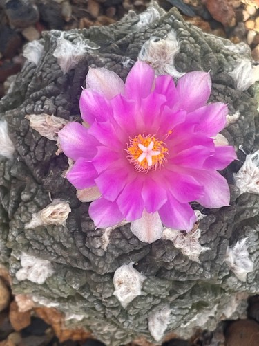 Ariocarpus spec big bend - ariocarpus,