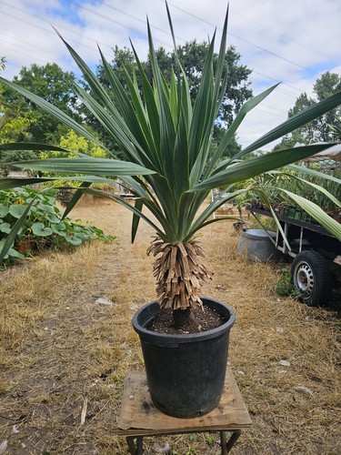 Yucca recurvifolia - 🌴yucca,
