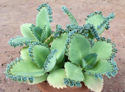 Brutblätter von kalanchoe - x,