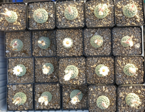 Kaktus kakteen strombocactus - kakteen:,