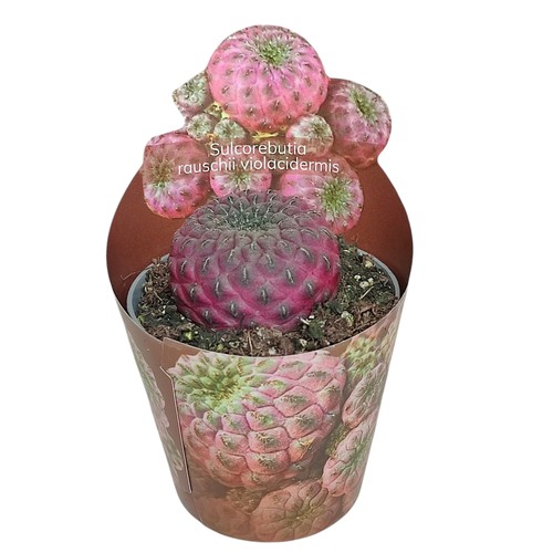 Sulcorebutia rauschii