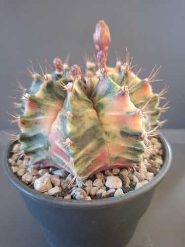 Kaktus gymnocalycium - kaktus,