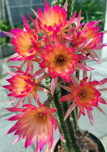 Chamaecereus malmö cm - chamaecereus,