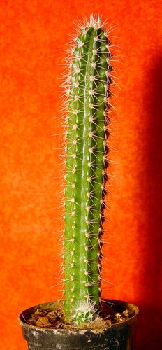 Echinocereus groß - cm,