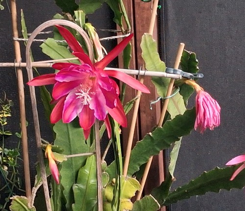 Epiphyllum letty may kaktus - ,