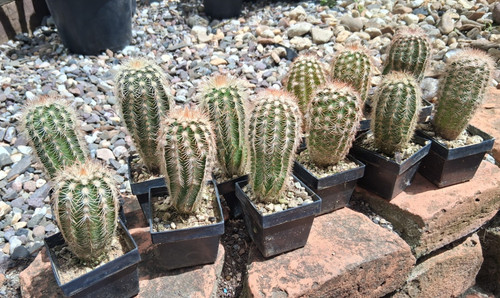 Stück echinocereus - stück,