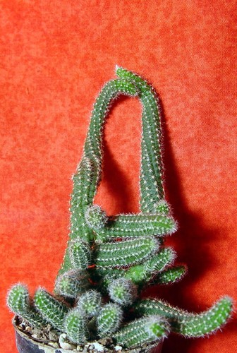 Chamaecereus silvestrii cm - silvestrii, 15