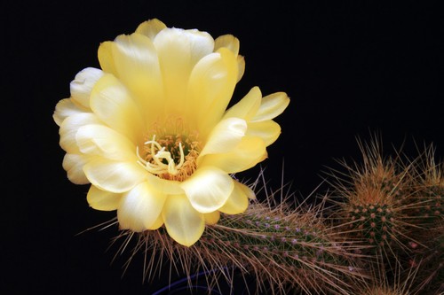 Echinopsis tricho hybrid - echinopsis-tricho, hybrid***