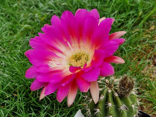 Echinopsis-Trichocereus-Hybrid