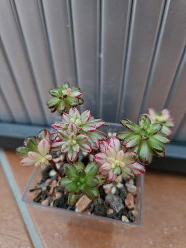 Sukkulente aeonium sedifolium - sukkulente,