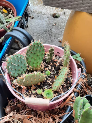 Kaktus opuntia microdasys - -,