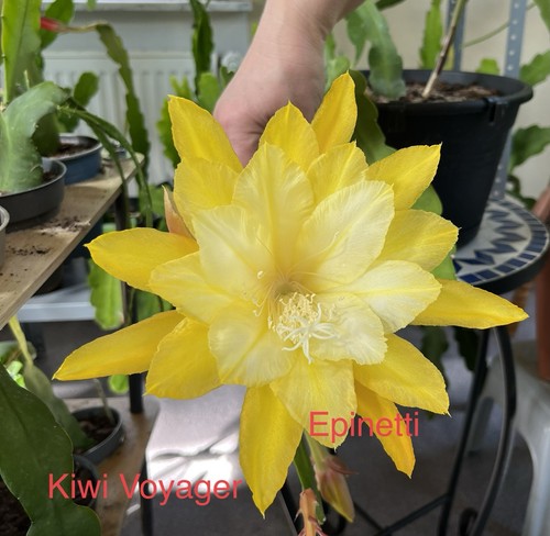 Epiphyllum blattkaktus - blattkaktus,