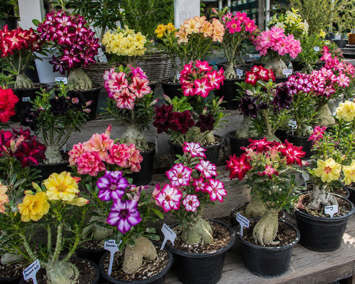 Adenium obesum samen - adenium,