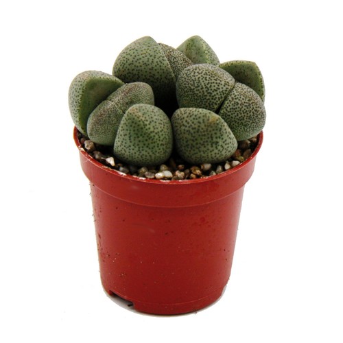 Exotenherz pleiospilos nelii - pleiospilos,