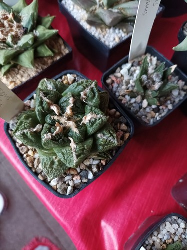 Mehrere kakteen ariocarpus - kakteen,