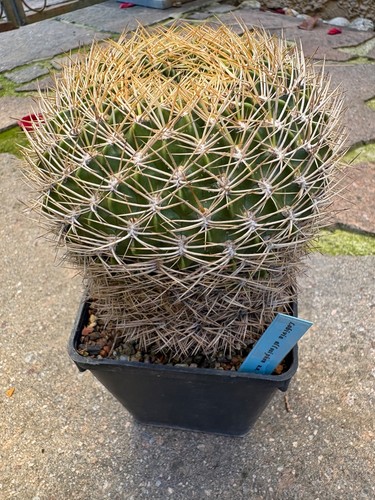 Lobivia echinopsis allosiphon - lobivia,
