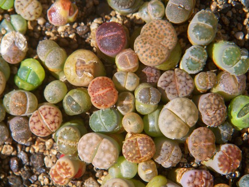 10x lebende steine lithops - , steine-