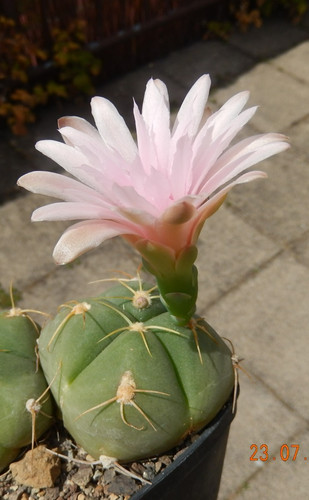 Gymnocalycium buenekeri