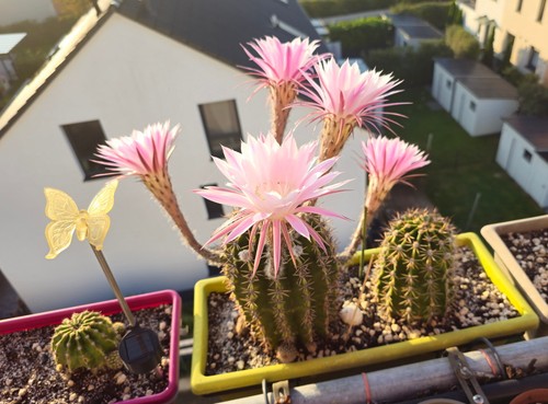 Ableger echinopsis - 4,