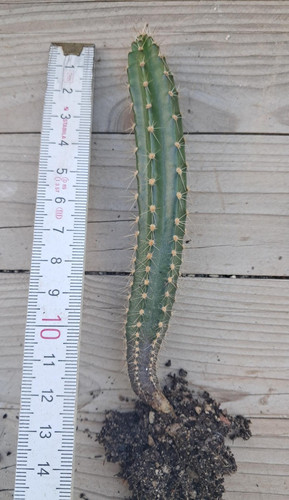 Cereus spec ohne - !!,