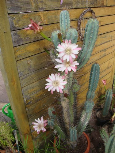 Säulenkaktus 53cm höhe - ,, sehr