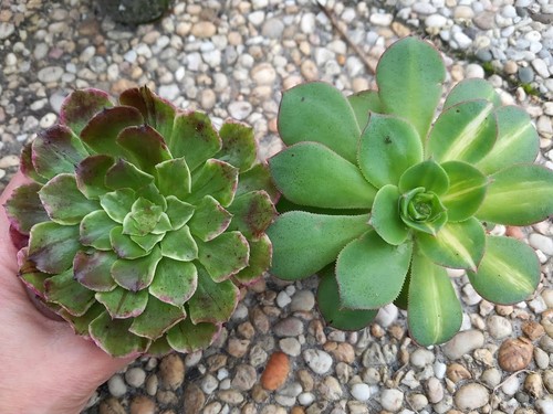 Aeonium set für anfänger - aeonium,