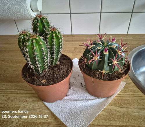 Kaktus grün eingetopft mit - kaktus,