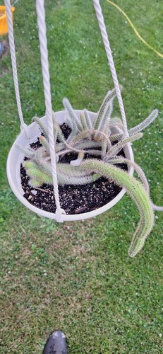 Aporocactus flagelliformis - aporocactus,