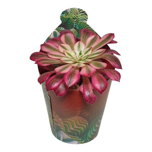 Aeonium mardi gras - aeonium, "mardi