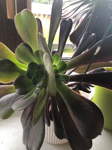Aeonium bis cm pro - cm, ,pro