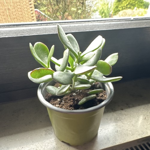 Geldbaum sukkulente - geldbaum, (crassula)