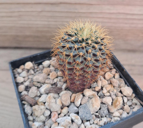 Frailea mammifera - !!, –
