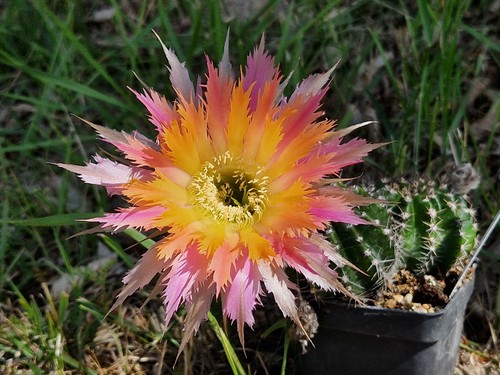 Echinopsis-Trichocereus-Hybrid