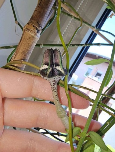 Ceropegia nilotica - ,