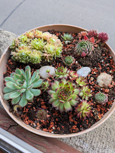 Hauswurz sempervivum - hauswurz,