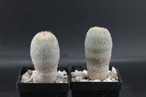 Epithelantha micromeris - 2x,