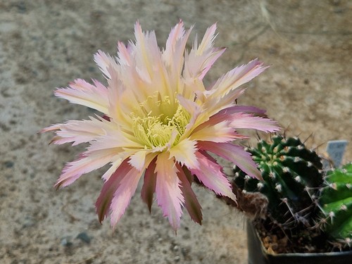 Echinopsis-Trichocereus-Hybrid