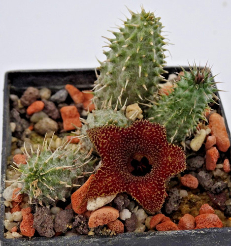 Kakteen kaktus huernia - kakteen,