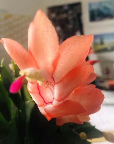 Schlumbergera orange - orange,