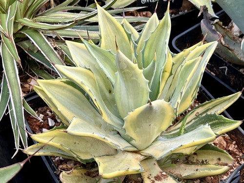 Agave grand noble - agave, concubine