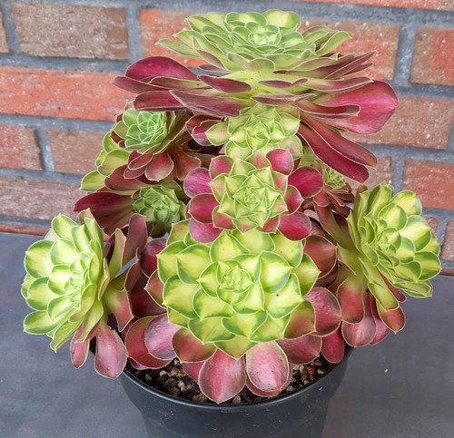 Aeonium pink witch - aeonium,